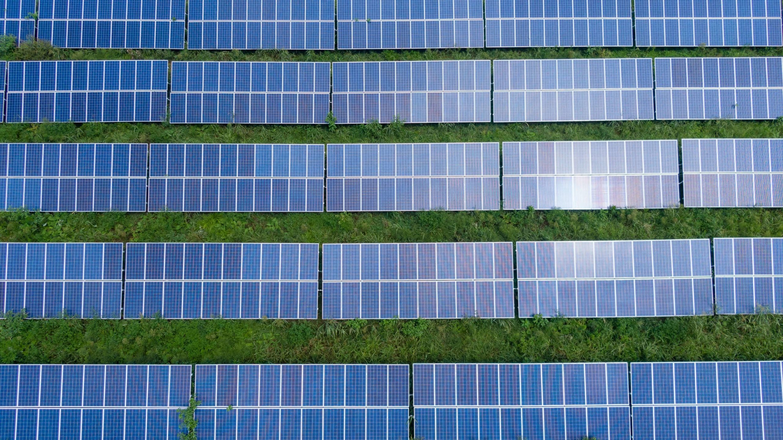 Rows of solar panels on vegetation